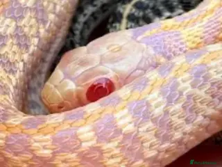 Garter Snake reptiles Albino and Het Albino checkered garter snakes. - Advert 2