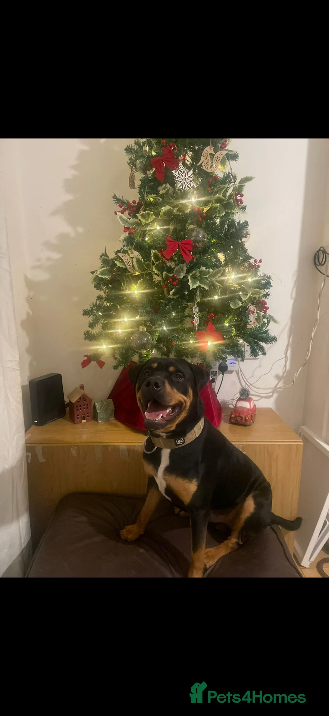 Mixed Breed dogs for sale: Alex ❤️ Urgent Re-Home  in Saint Helens - Advert 2