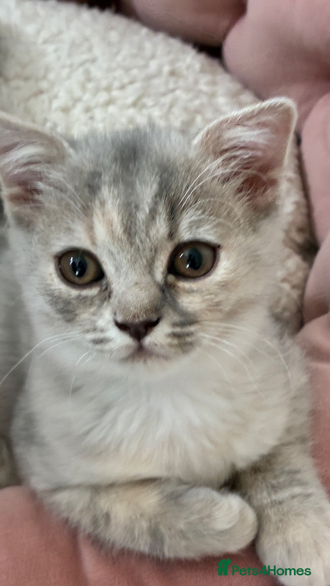 Scottish Fold cats Beautiful Scottish Fold /straight kittens 💕🩵 - Advert 1