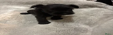 Miniature Schnauzer 1