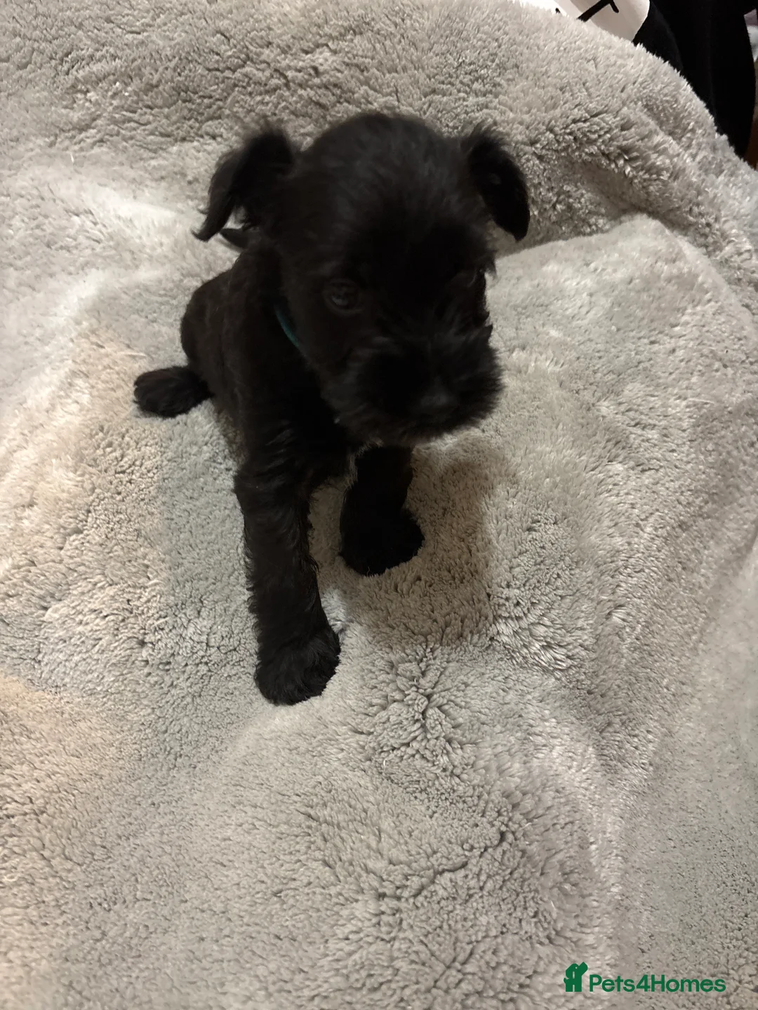 Miniature Schnauzer dogs for sale: Miniature schnauzer  - Advert 9