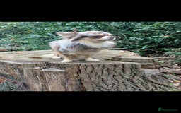 Chihuahua dogs for stud: MARLEY has arrived for stud🏆 k.c merle boy - Image 9