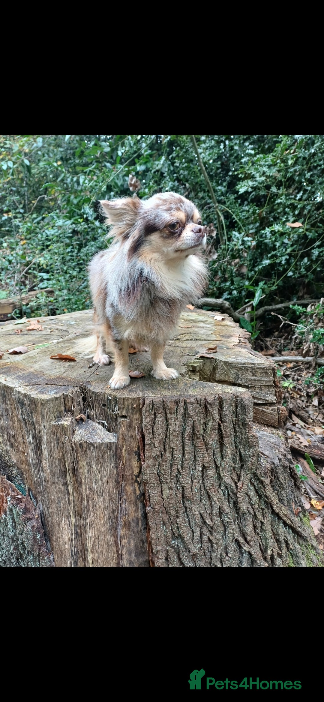 Chihuahua dogs for stud: MARLEY has arrived for stud🏆 k.c merle boy - Image 9