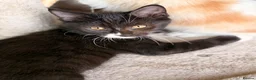 Mixed Breed cats for sale: GORGEOUS KITTENS - Advert 18