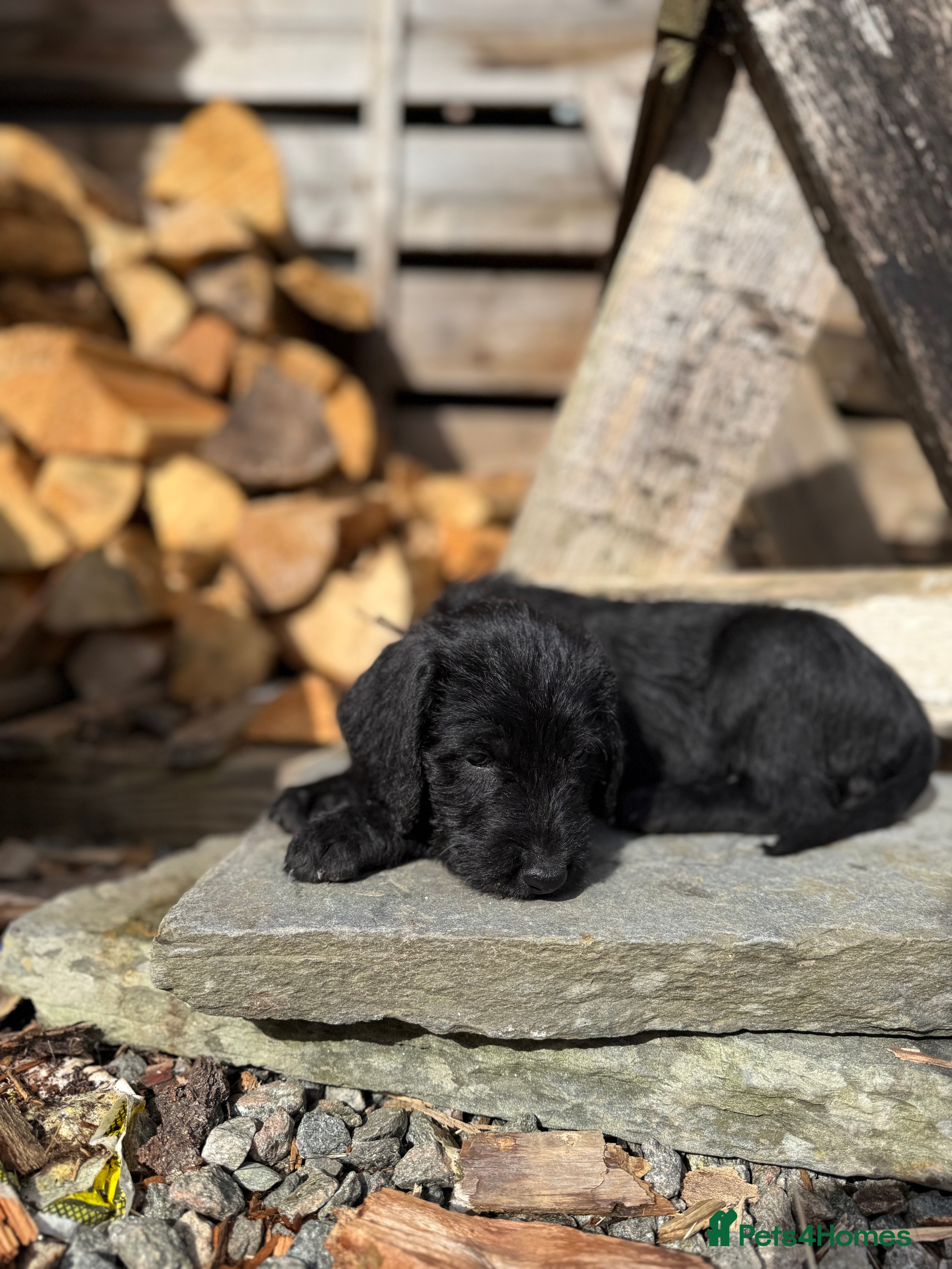 Mixed Breed dogs Pointervizsladoos -Stunning litter  - Advert 2