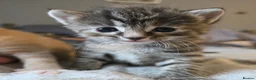 Mixed Breed cats for sale: 3 gorgeous kittens looking for their forever homes - Advert 7