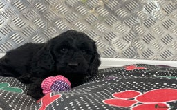 Cockapoo dogs for sale: F1 Cockapoo puppies for sale  - Image 11