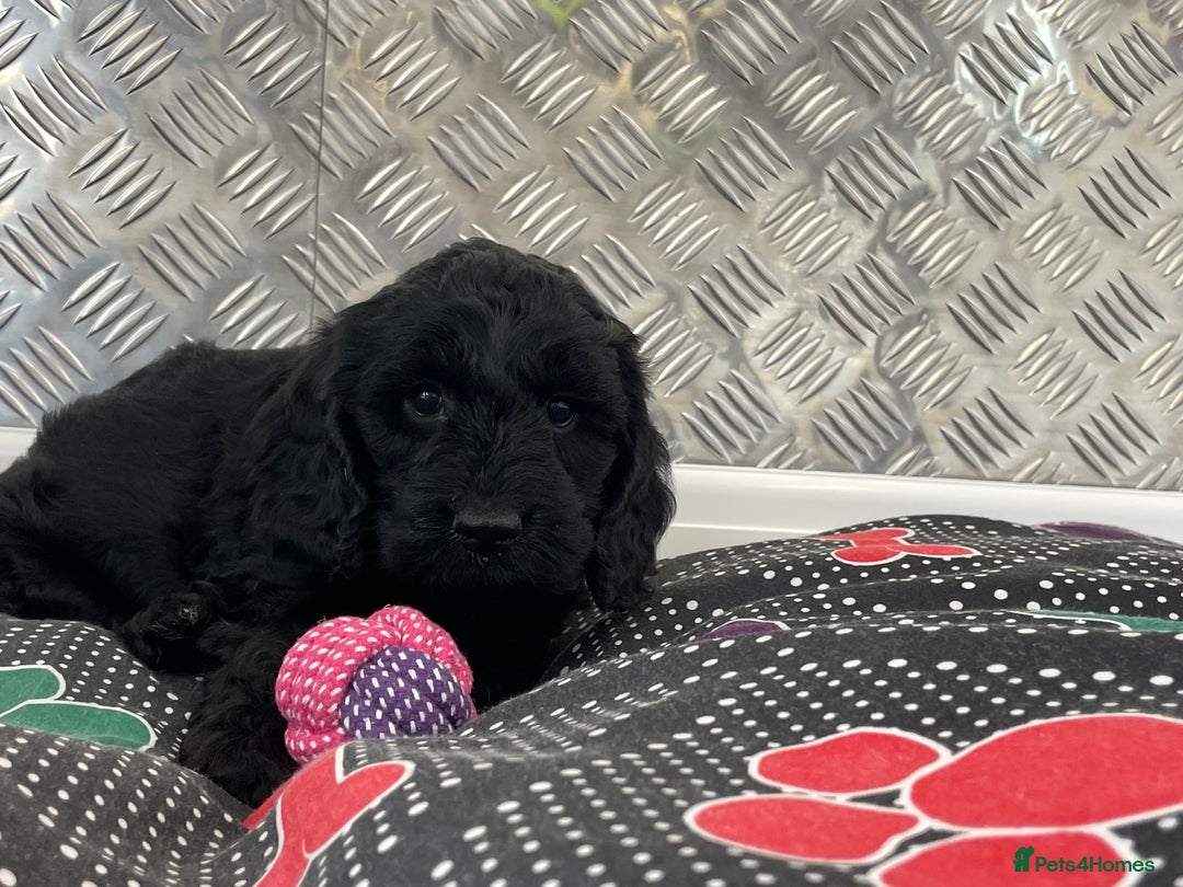 Cockapoo dogs for sale: F1 Cockapoo puppies for sale  - Image 11