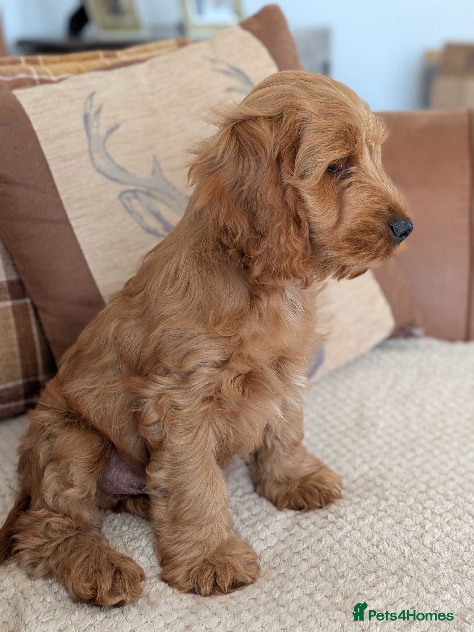 Cockapoo dogs Gorgeous Friendly Fox Red Cockapoo Boy.  - Advert 3