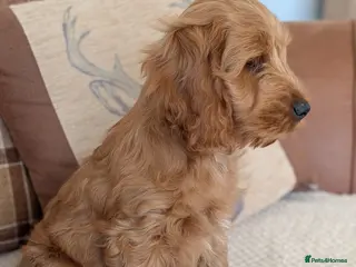 Cockapoo dogs Gorgeous Friendly Fox Red Cockapoo Boy. - Advert 3