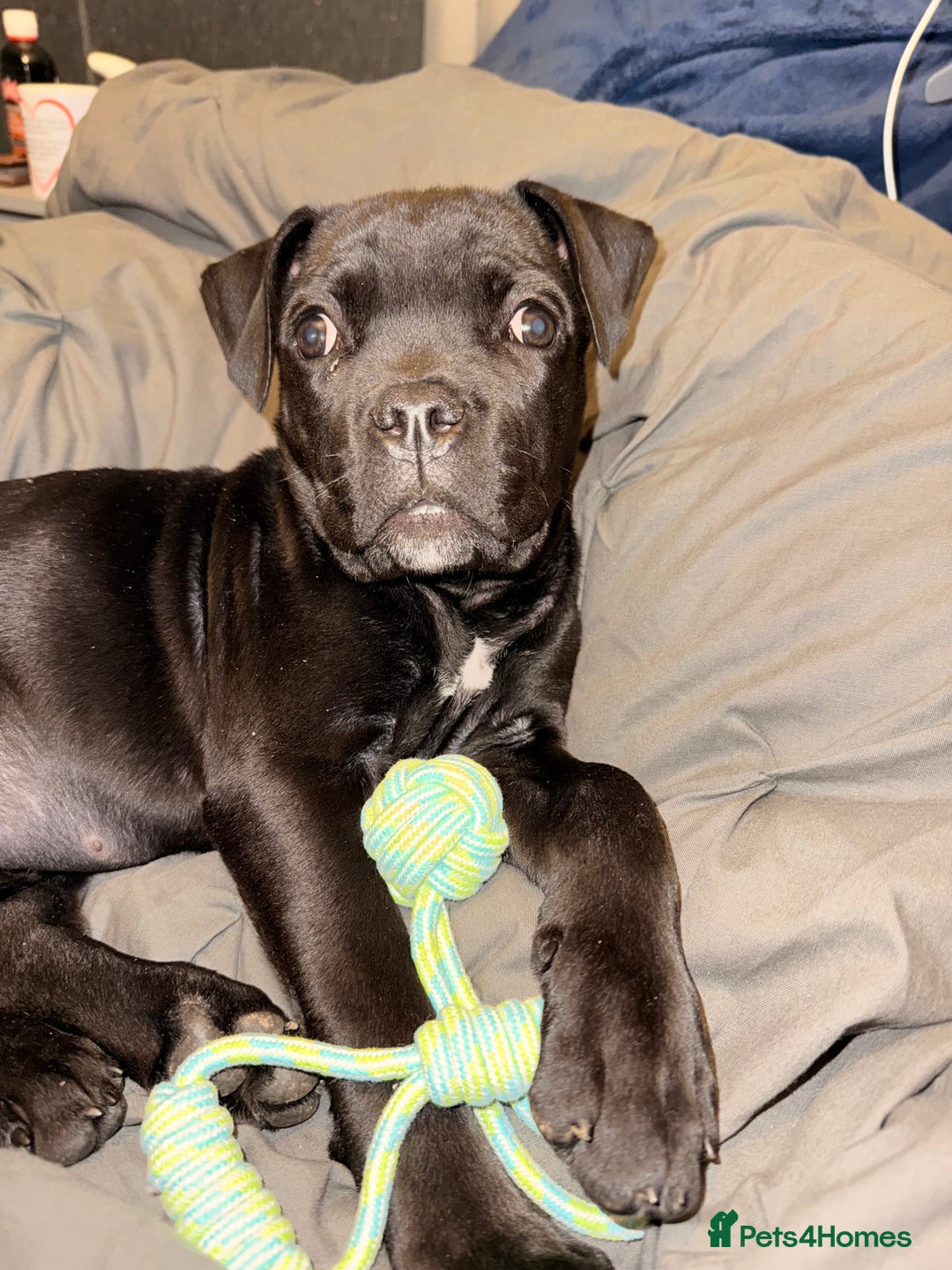 Cane Corso dogs for sale: Enzoo - Image 8