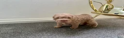 Shar Pei dogs for stud: Choc and tan top quality Sharpei stud  - Advert 22