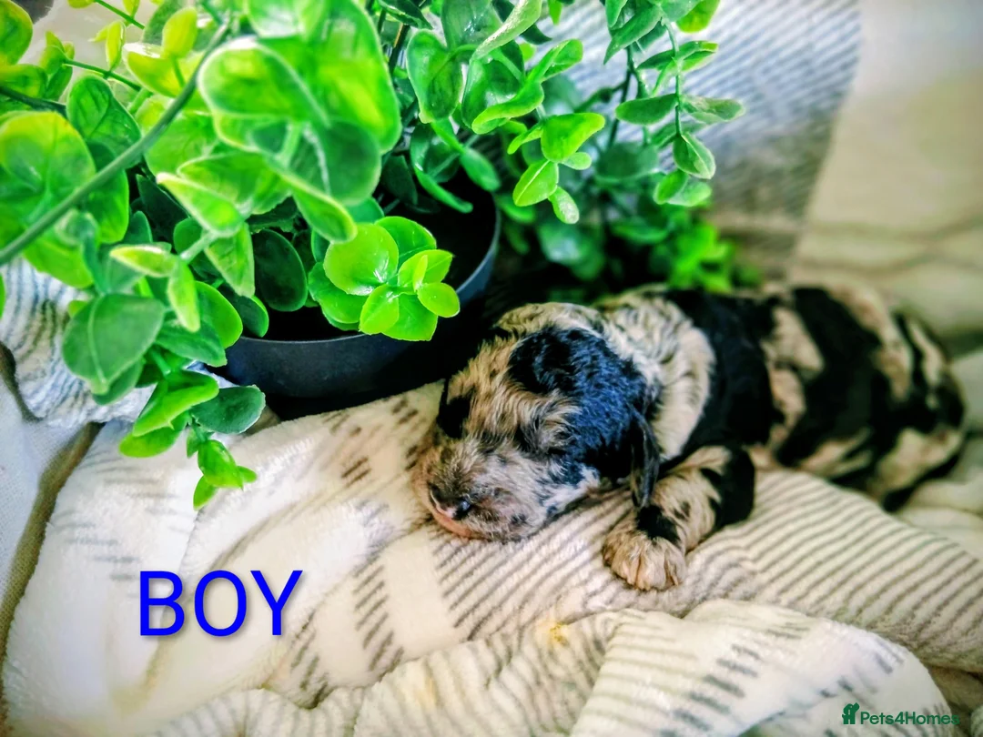 Cockapoo dogs for sale: Beautiful cockapoo puppies- 4boys & 1 girl - Advert 14