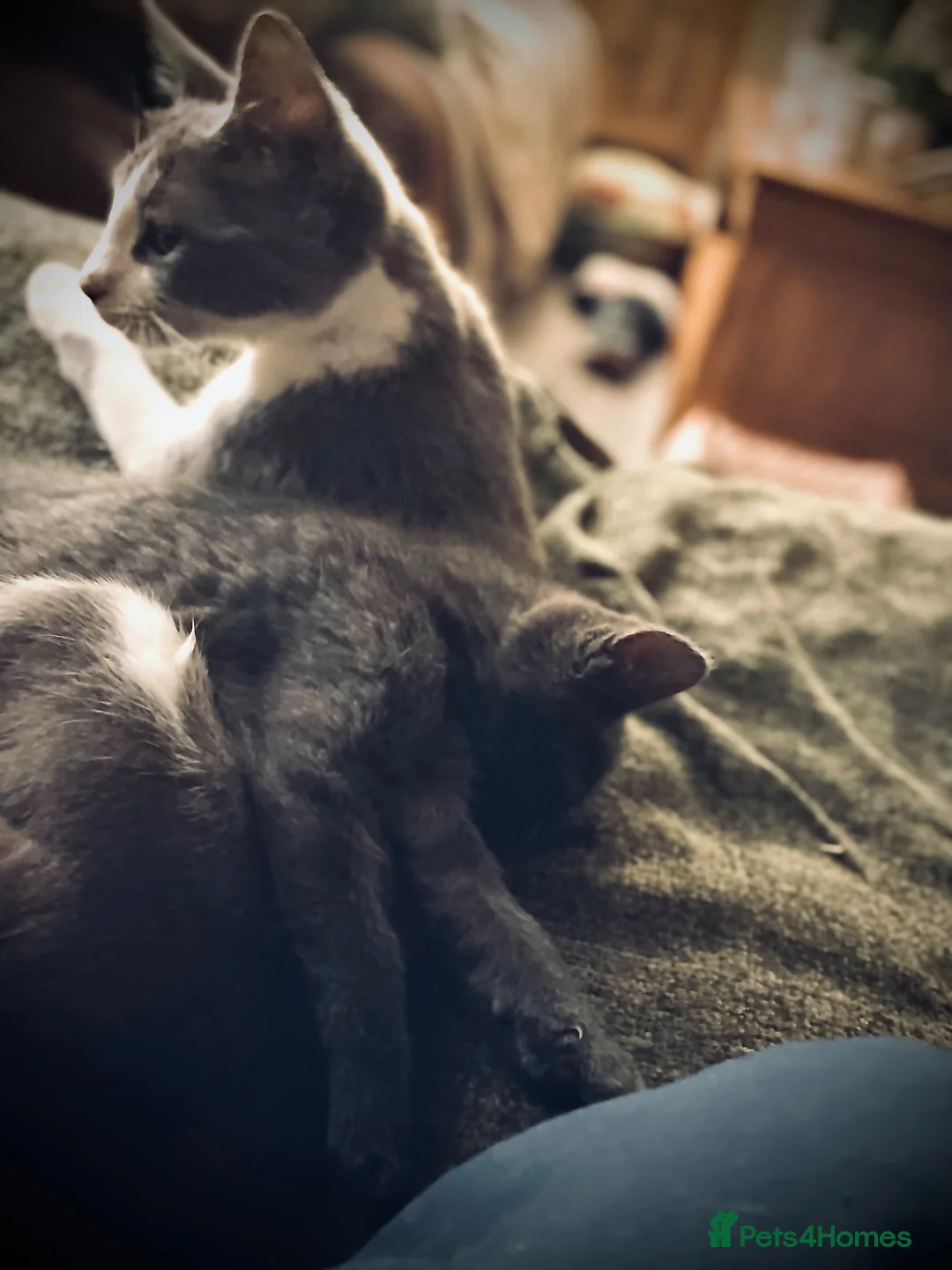 Domestic Shorthair cats for sale: Beautiful kittens  - Advert 1