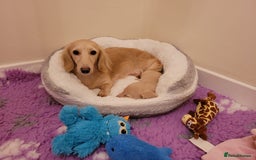 Miniature Dachshund dogs for sale: Mini dachshunds, long haired cream girls - Image 5