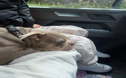 Mixed Breed dogs for sale: Pocket bully - Image 4