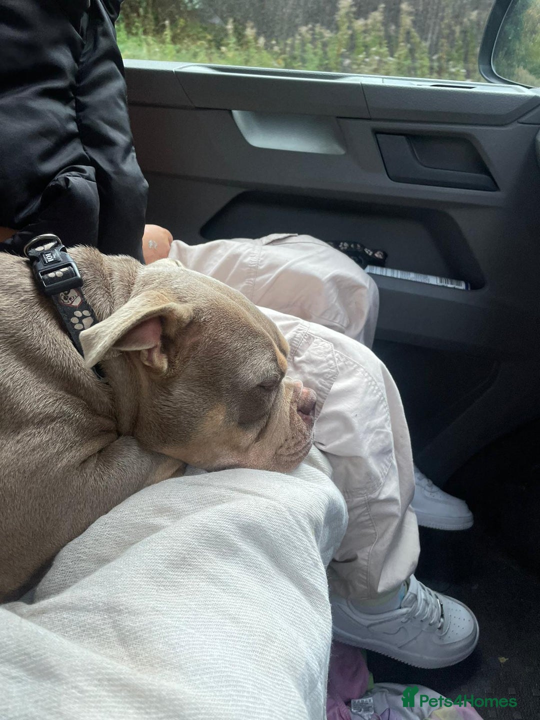 Mixed Breed dogs for sale: Pocket bully - Image 4