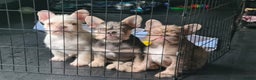 French Bulldog dogs for sale: Big Perm, fluffy and furnished frenchies  - Advert 9