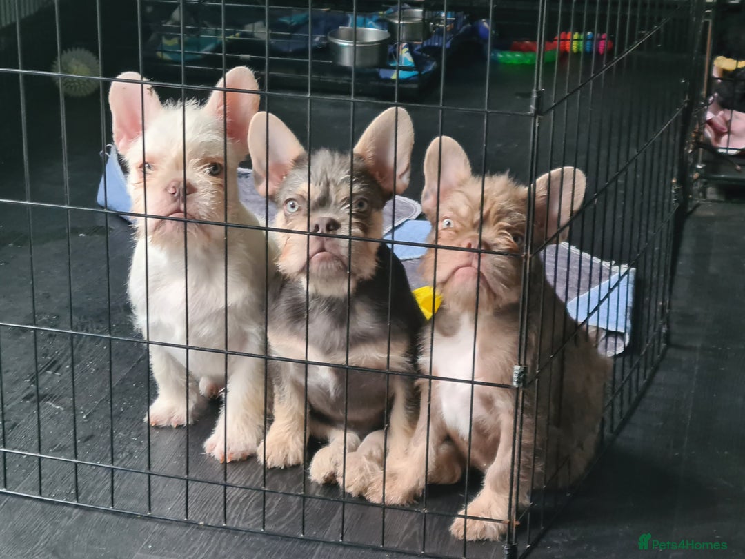 French Bulldog dogs for sale: Big Perm, fluffy and furnished frenchies  - Advert 9
