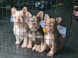 French Bulldog dogs - Advert 1