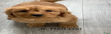 Cockapoo 6