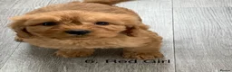 Cockapoo dogs for sale: Beautiful Cockapoo F1 puppies  - Advert 12
