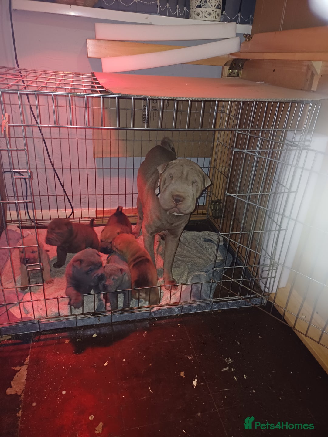 Shar Pei dogs for sale: Beautiful shar-pai pups  - Advert 7