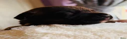 Mixed Breed dogs for sale: Cockerbull puppies for sale ❤️ in Bolton - Advert 3