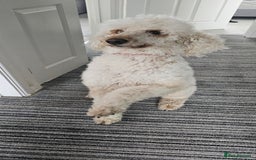 Standard Poodle dogs for sale: KC standard poodle for sale ! - Image 12