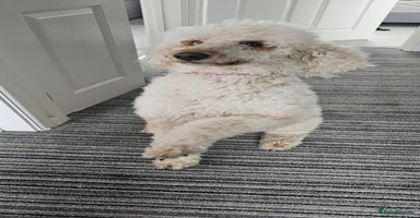 Standard Poodle dogs Last Boy! KC standard poodle for sale ! - Advert 4