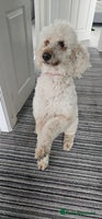 Standard Poodle dogs Last Boy! KC standard poodle for sale ! - Advert 8