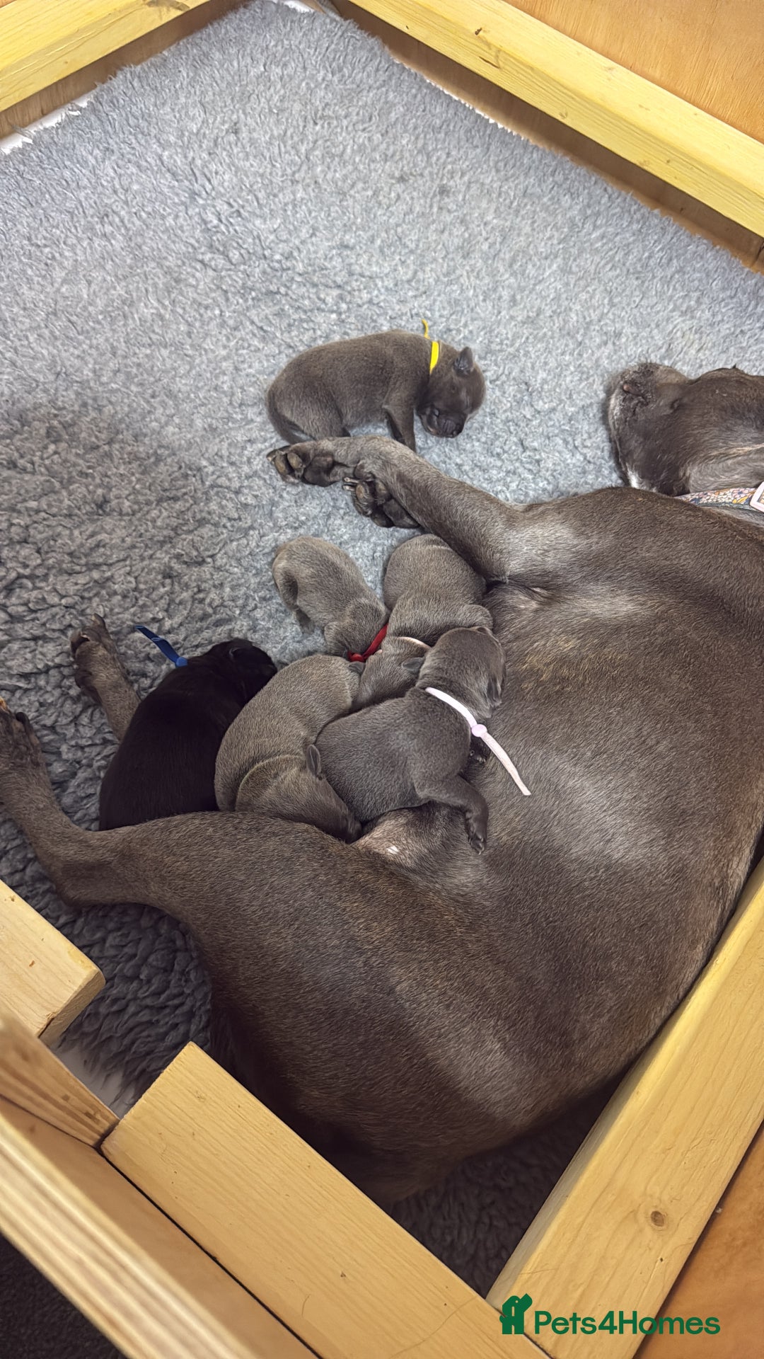 Staffordshire Bull Terrier dogs for sale: 🐾Beautiful chunky Staffies 🐾 - Image 21