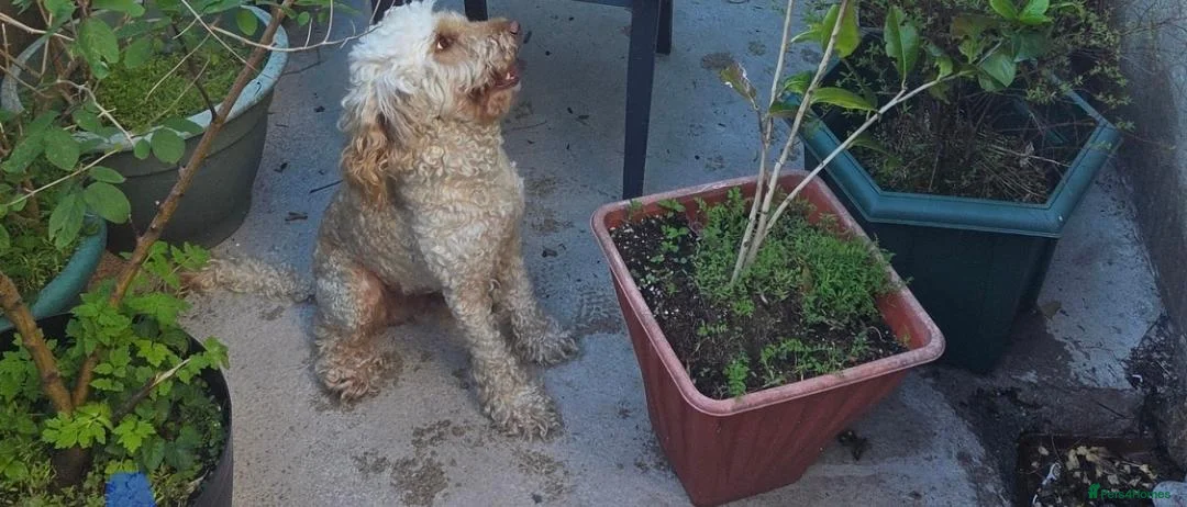 Miniature Poodle dogs for sale: Mini poodle in Burnley - Advert 1