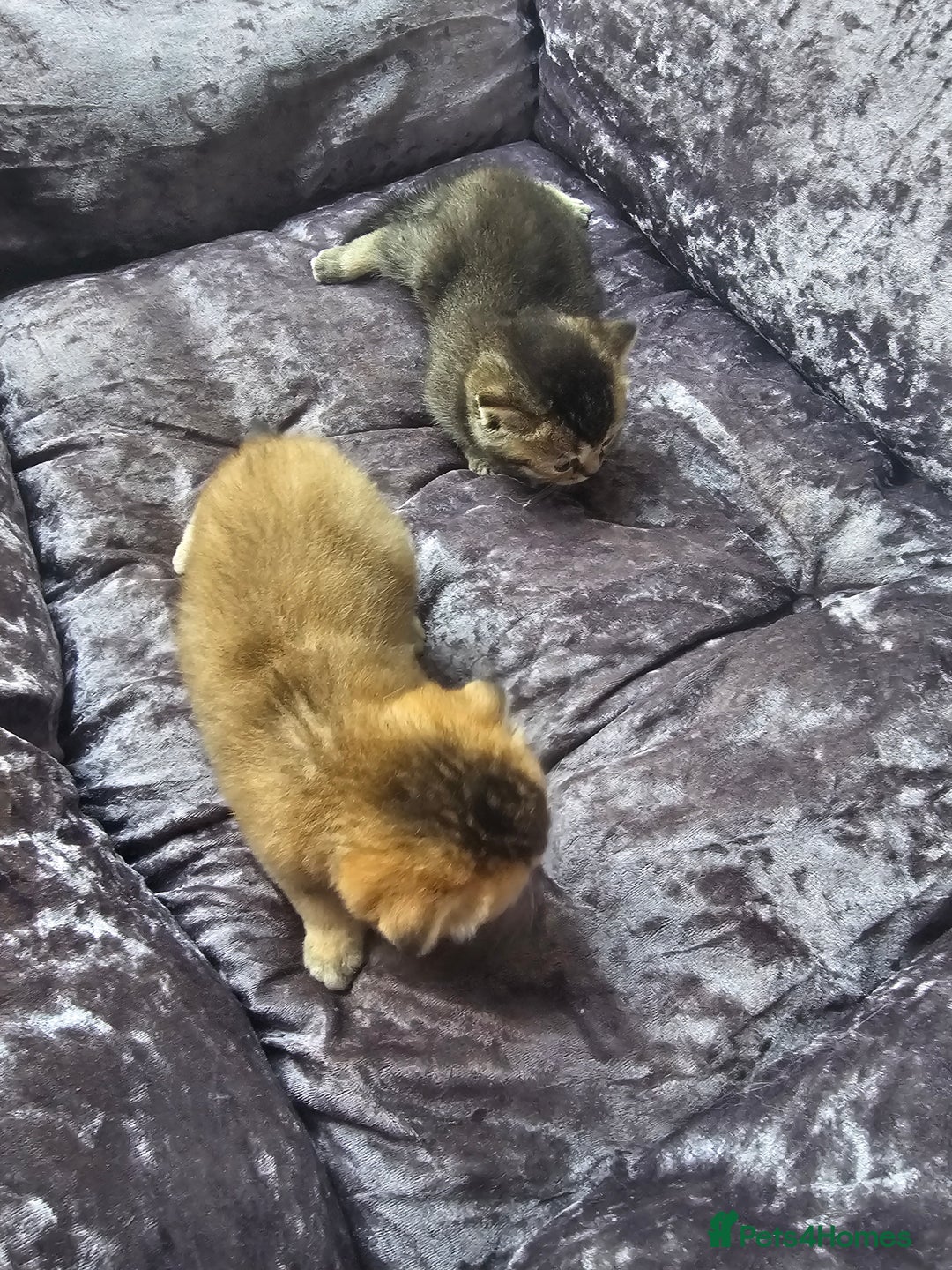 British Shorthair cats for sale: Lovely British Shorthair fold kittens 😸  - Image 13