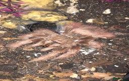 Tarantulas invertebrates for sale: Tarantulas for adoption  - Image 4