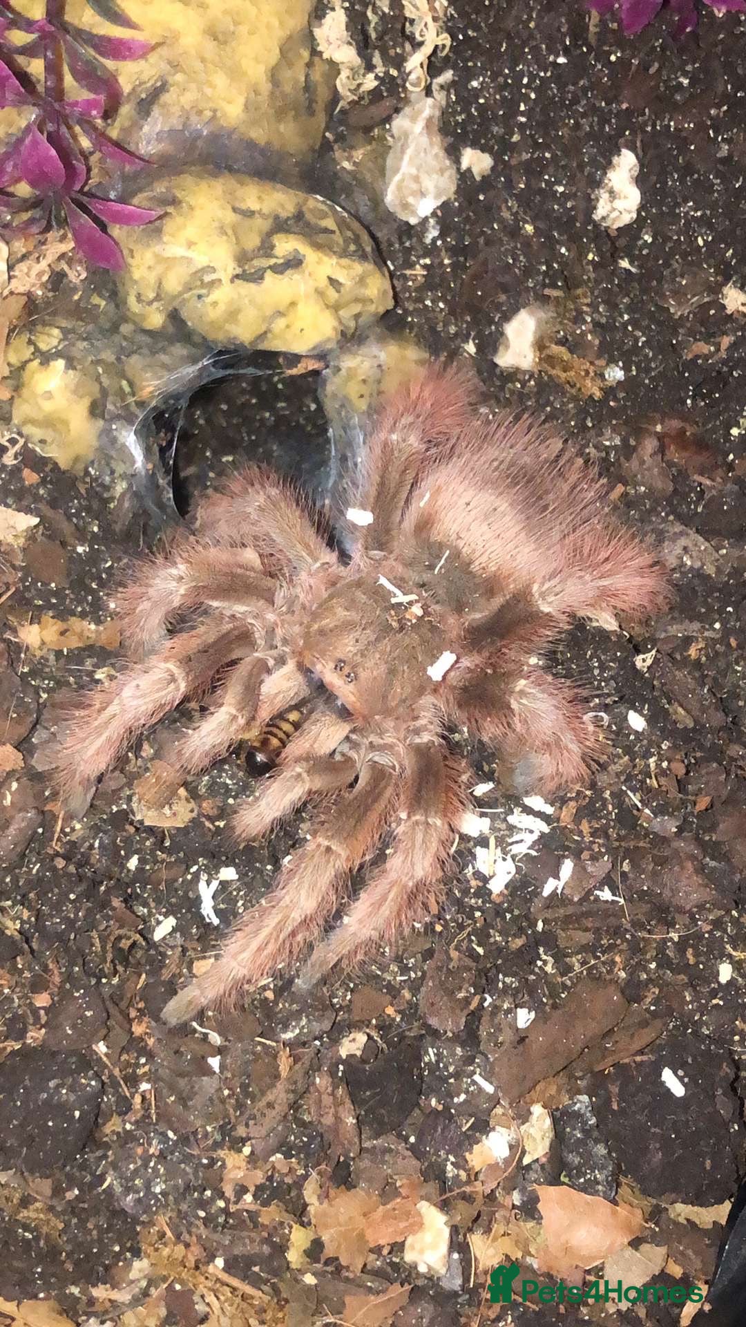 Tarantulas invertebrates for sale: Tarantulas for adoption  - Image 4