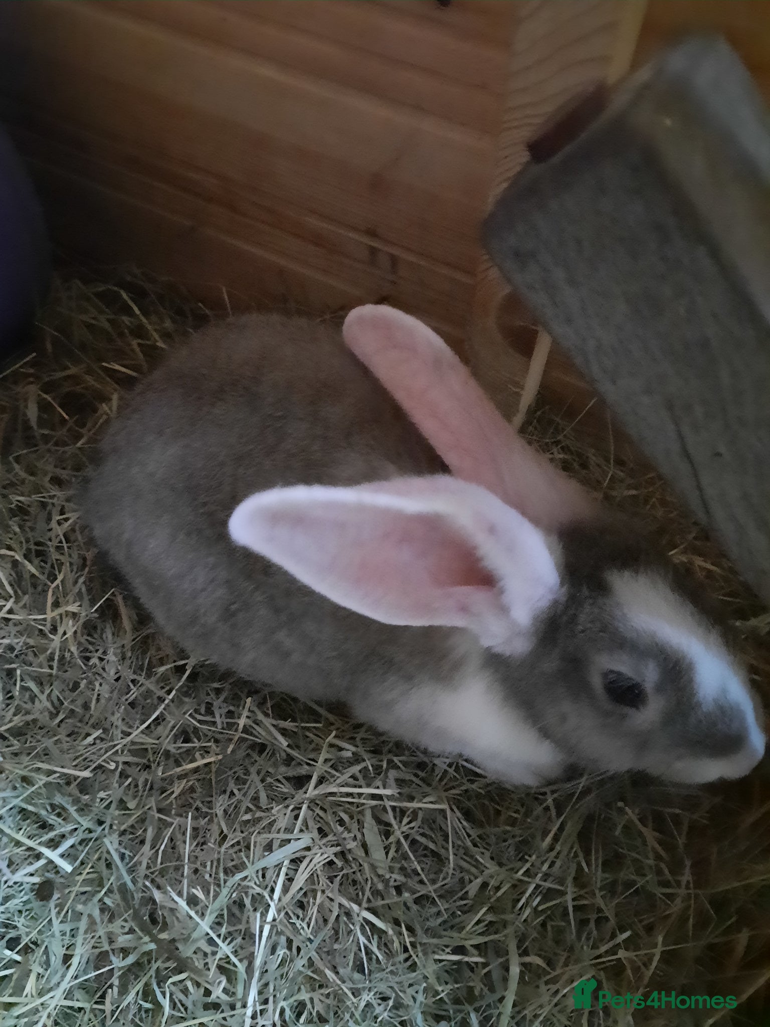 Continental Giant rabbits 8 Beautiful Pure Continental Giant Babies - Advert 2