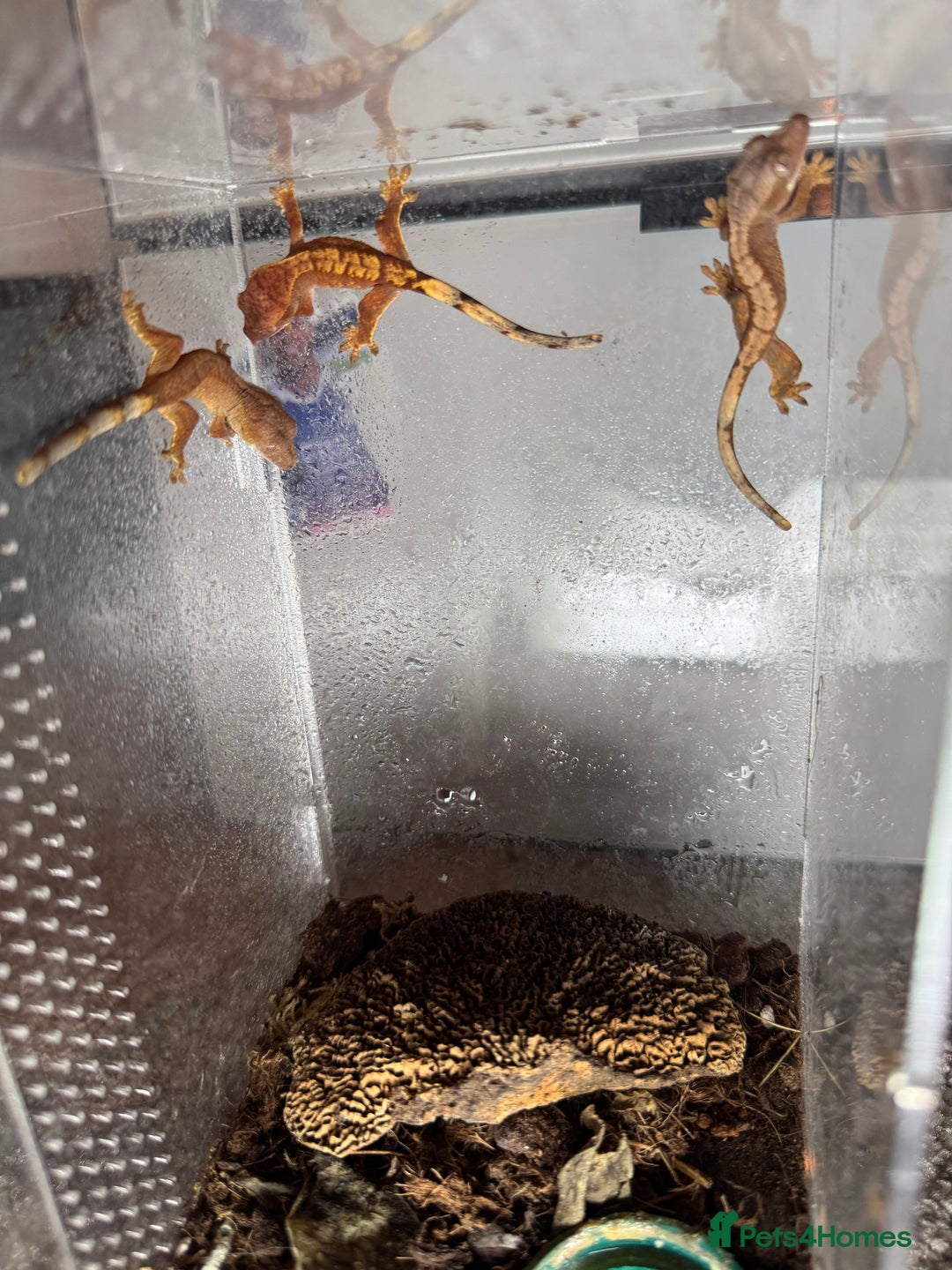 Gecko reptiles for sale: Baby Crested Geckos  - Image 2