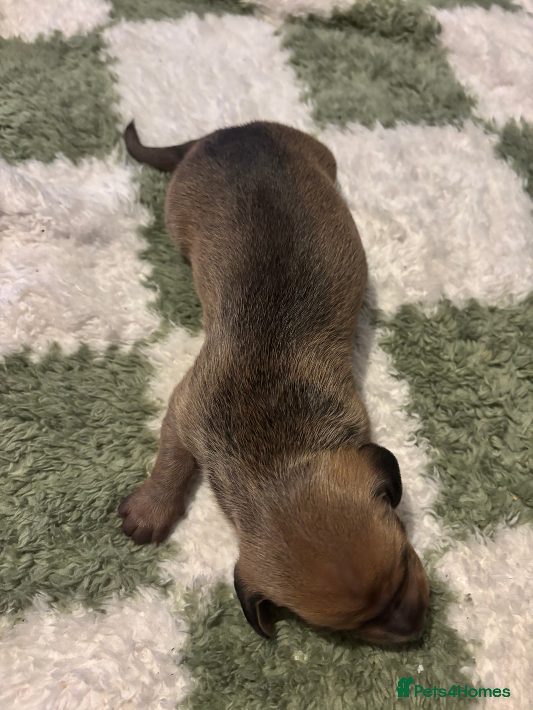 Miniature Dachshund dogs for sale: Miniature dachshund puppies!  - Advert 5