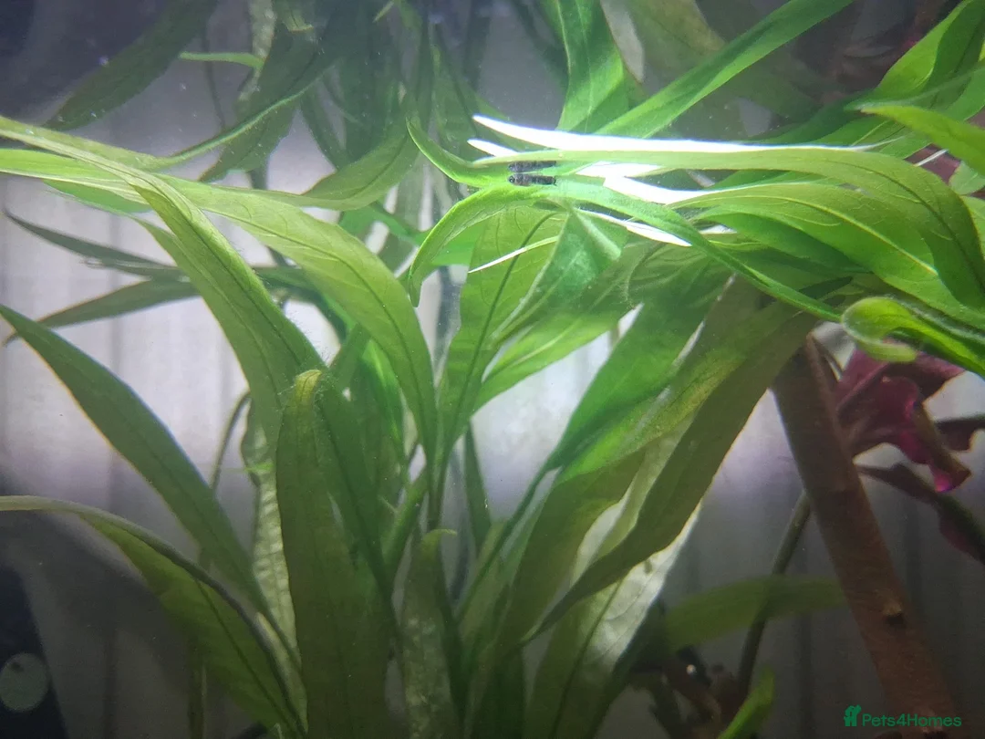 Platies fish for sale: Platy fry for sale in Rochester - Advert 2