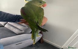 Parakeets birds for sale: Alexandrine parrot for sale HAND TAMED  - Image 3