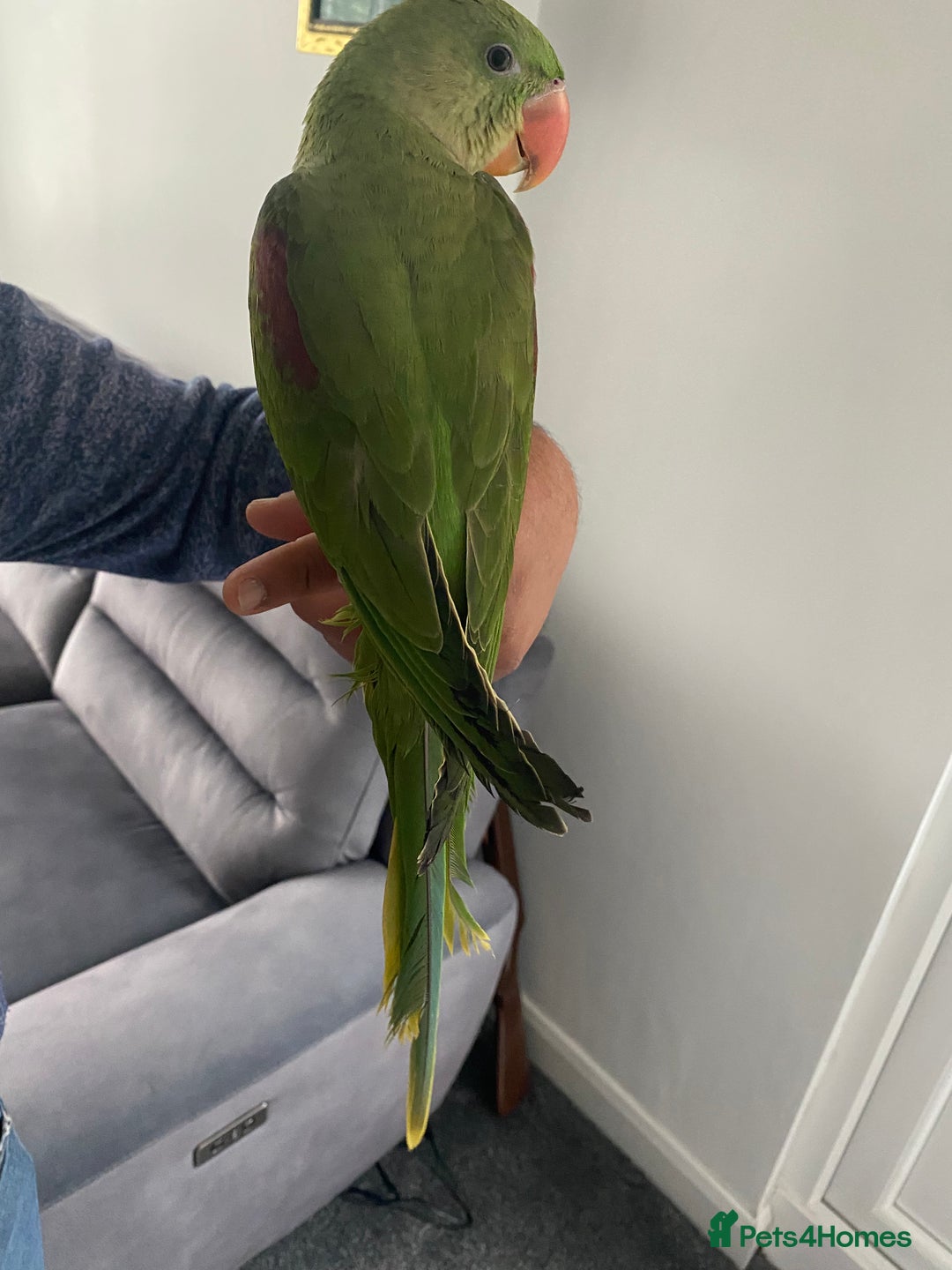 Parakeets birds for sale: Alexandrine parrot for sale HAND TAMED  - Image 3