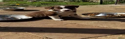 Border Collie dogs for sale: Border collie  - Advert 5