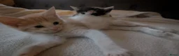 Mixed Breed cats for sale: Miane coon cross kittens in Derby - Advert 7