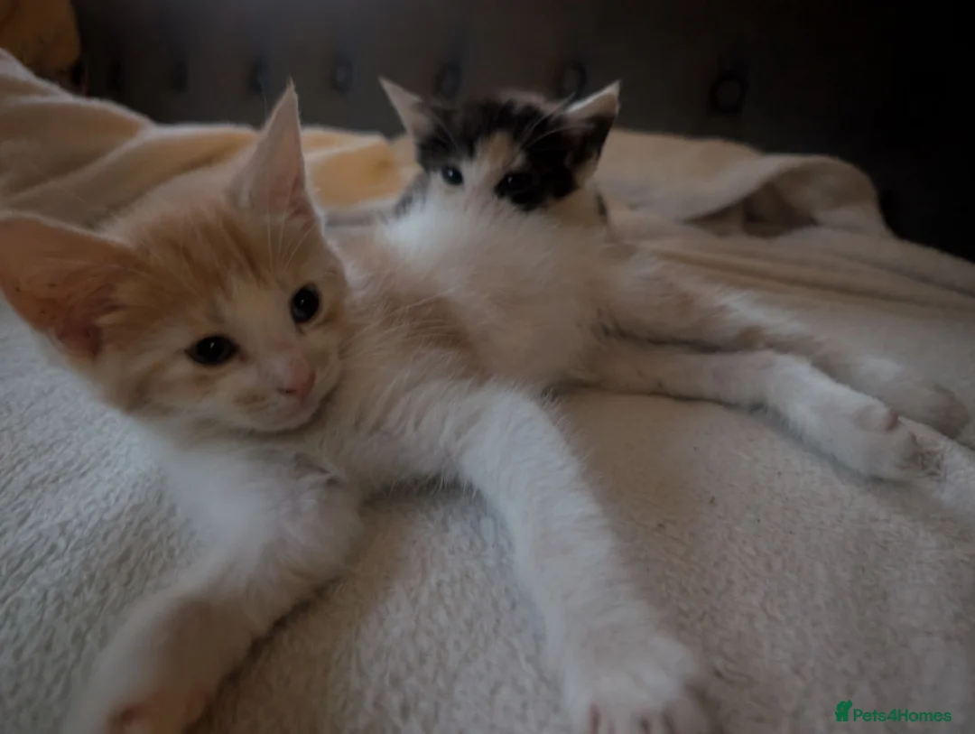 Mixed Breed cats for sale: Miane coon cross kittens in Derby - Advert 7