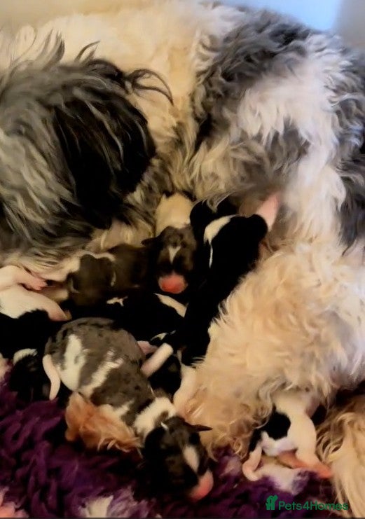 Biewer Terrier dogs ✨ Stunning Biewer & Merle Yorkies – Ready Apr 25 ✨ - Advert 2