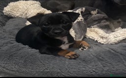 Jack Russell dogs for stud: Jack Russell for stud  - Image 10