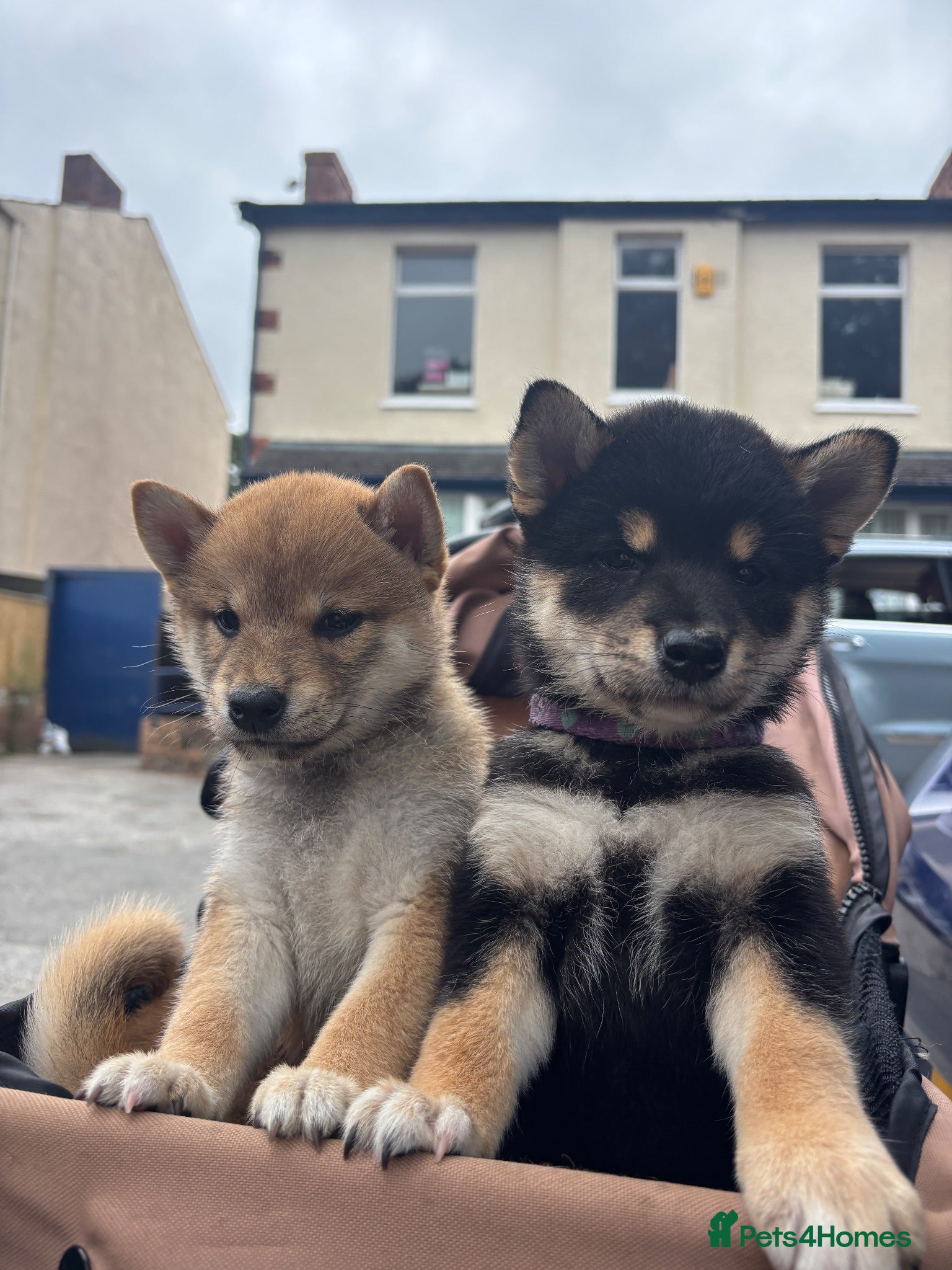Japanese Shiba Inu dogs Beautiful Shiba Inu puppies  - Advert 9