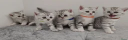 British Shorthair cats for sale: 🏆 Silver British Shorthairs pedigree 🏆  - Advert 18