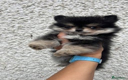 Pomchi dogs for sale: Pomchi Puppies /ONE PUPPY LEFT. - Image 3